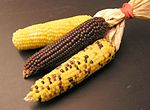 Corn varieties